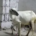 ضأن مقاني فواخر