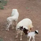 ضأن مقاني فواخر