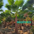 نخل واشنطني زينه