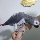 انثي كاسكو اليفةمتكلمةمحللةبشهادةللبيع اوبدل بامازوني