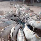 25 تيس للبيع جملة