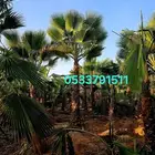 نخل واشنطني زينه واشنطونيا