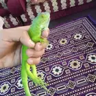 اغوانا ب 100 ريال فقط