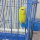 للبيع عصفور الحب لون اصفر تربيه لاكن حذر