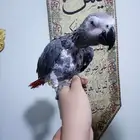 انثي كاسكواليفةمحللةبشهادةمتكلمةللبيع اوبدل بامازوني