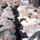 برابر و تيوس بالجمله حلال نظيف للبيع