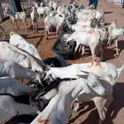 50 تيس نقاوة للبيع جملة