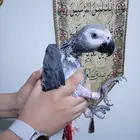 انثي كاسكواليفةمحللةبشهادةمتكلمةللبيع اوبدل بامازوني