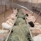 بربري مربي وتيوس صومالي جمله 480 ريال