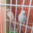 مجموعة طيور زينة للبيع