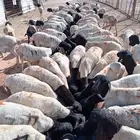 طليان برابر علي الشرط للبيع جملة