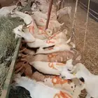 تيوس بالجملة ظهور فل مخاصي