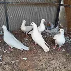 حمام فرنسي