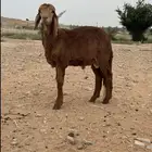 ساكني هرفي طيب