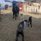 عنز عارضيه متبع بثلاثه