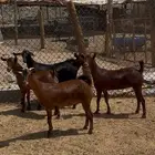 جفار مقاني