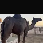 ناقه محهم