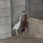 للبيع دجاج شامو دم صافي