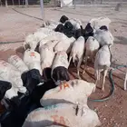 برابر جذعان ب 480 جملة