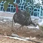 ديك رومي ابعمر عشر اشهر