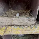 حمام باكستاني