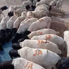 برابر أوزان طيبة شحم و لحم و جرم فل