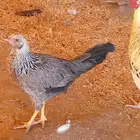 ديك ودجاجه للبيع