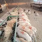 وصل الزين الفاخر برابر جذعان و ثنيان