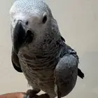 للبيع فرخ كاسكو هولندي