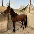حصان واهو