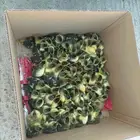 صوص بط بلدي نضيييف