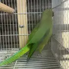 البيع انثي دره