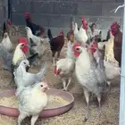 دجاج للبيع