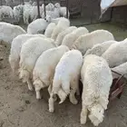 خرفان كفو ذبايح