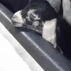 مشروع فحل عارضي كفو صنف معرف