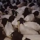 اغنام