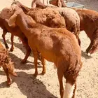خرفان سواكن تربيه يشهد الله اكثر من ثلاث شهور