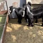 ثلاث جفار وتيس عوارض اصل معرفه تعاريف قويه