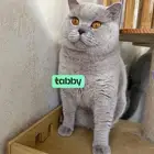 ذكر برتش ليلك مسجل ( للبيع )