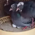 جوز صنعاوي حجم صغير