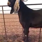 تيس فحل عارضي حار منوة المربي