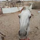 خيل عربي شعبي للبيع