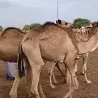 قعدان للبيع