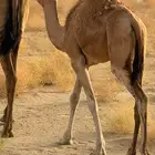 بكره ساحليه للبيع