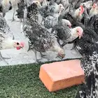 دجاج فيومي سلالة دم صافي جامبو