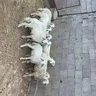 رخال حريات
