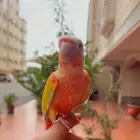 فرخ صن شيك دبل ريد فاكتور هدد خارجي و داخلي