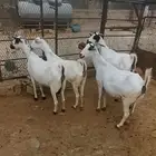 للبيع معزا بيشية