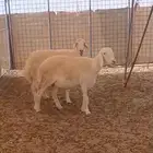 شاتين دفيع