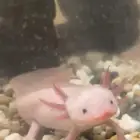 عفريت الماء اكسلوتل axolotl